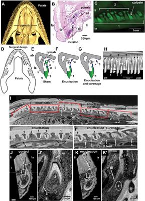 Tooth Removal in the Leopard Gecko and the de novo Formation of Replacement Teeth